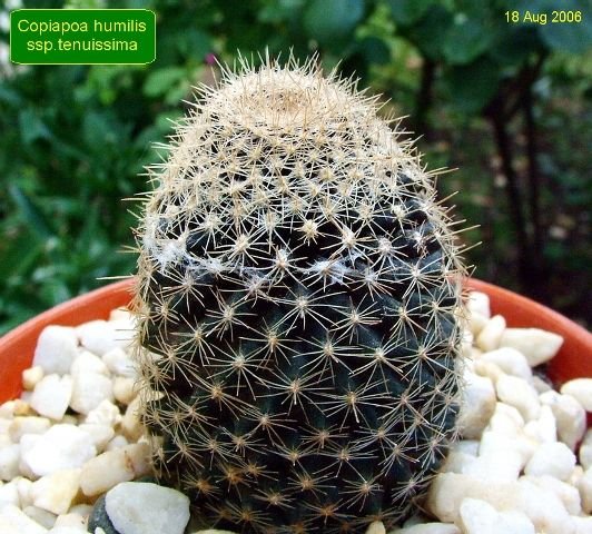 Copiapoa_ humilis _ssp.tenuissima _04